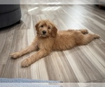 Small #6 Goldendoodle (Miniature)