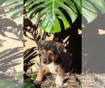 Small Photo #3 Australian Kelpie-Unknown Mix Puppy For Sale in Alexander, AR, USA