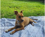 Small #1 Mutt