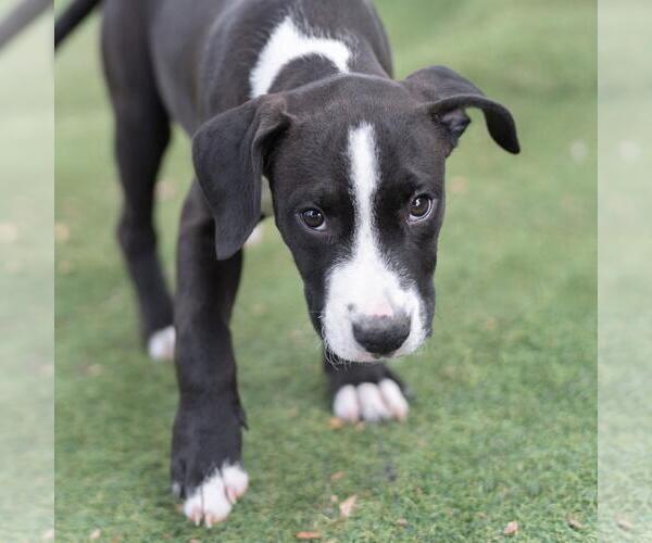 Medium Photo #7 Labrador Retriever-Unknown Mix Puppy For Sale in San Diego, CA, USA