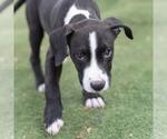 Small #6 Labrador Retriever Mix