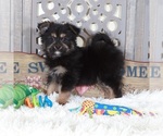 Image preview for Ad Listing. Nickname: Dominic