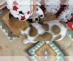 Image preview for Ad Listing. Nickname: Corbin