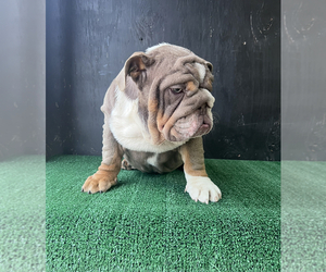 Bulldog Puppy for sale in BEAUMONT, CA, USA