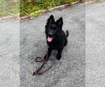 Small #1 German Shepherd Dog