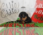 Small #1 Rottweiler