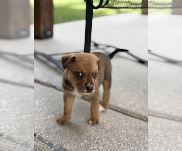 Medium Photo #3 Australian Shepherd-Unknown Mix Puppy For Sale in The Woodlands, TX, USA
