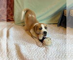 Small Photo #5 Mutt Puppy For Sale in Westwood, NJ, USA