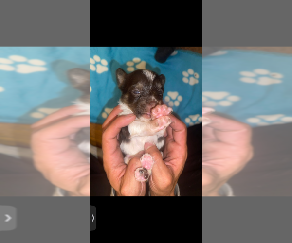 Medium Photo #21 Yorkshire Terrier Puppy For Sale in ROCKFORD, IL, USA