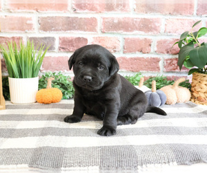 Labrador Retriever Puppy for sale in SYRACUSE, IN, USA