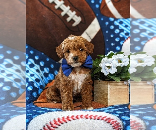 Medium Photo #5 Poodle (Toy)-ShihPoo Mix Puppy For Sale in LINCOLN UNIVERSITY, PA, USA