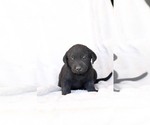 Small Photo #10 Labrador Retriever Puppy For Sale in LINCOLN UNIV, PA, USA