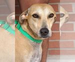 Small #4 Labrador Retriever Mix
