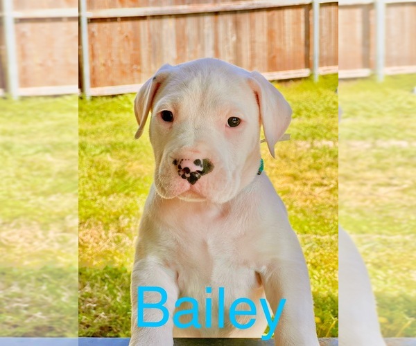 Medium Photo #1 Dogo Argentino Puppy For Sale in DENTON, TX, USA
