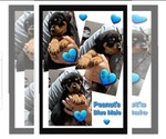 Puppy Puppy 1 Rottweiler