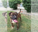 Small #1 American Pit Bull Terrier