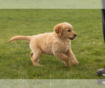 Small Photo #6 Golden Retriever Puppy For Sale in WOLCOTTVILLE, IN, USA
