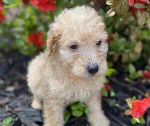 Goldendoodle (Miniature) Puppy for sale in HICKORY, NC, USA