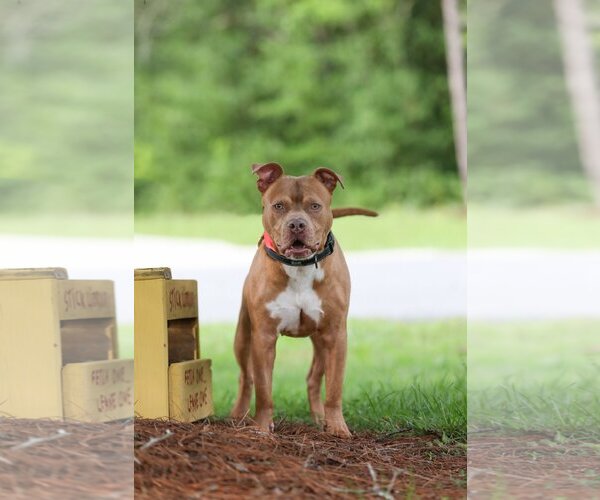 Medium Photo #13 Mutt Puppy For Sale in  Gainesville, FL, USA