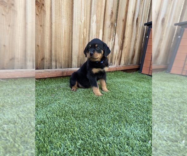 Medium Photo #7 Rottweiler Puppy For Sale in SAN JOSE, CA, USA