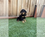 Small #1 Rottweiler
