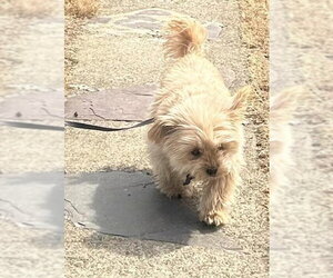 Baby Doll (GA) - Female Bichon Frise-Unknown Mix Dog for Adoption - Photo #20