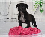 BANNER - Female Texas Heeler-Unknown Mix Dog for Adoption - Small photo