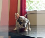 Small #2 French Bulldog