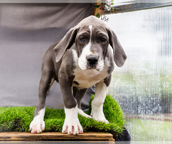 Medium Photo #37 Great Dane Puppy For Sale in WAKARUSA, IN, USA