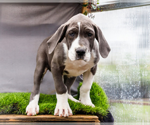Medium Great Dane