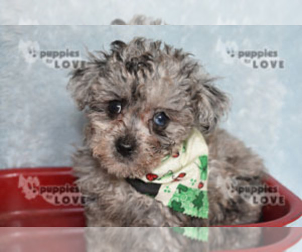 Medium Photo #3 Poodle (Toy) Puppy For Sale in SANGER, TX, USA