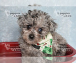 Small #2 Poodle (Toy)