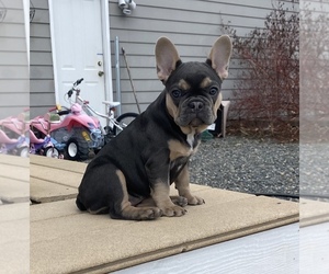 French Bulldog Puppy for sale in HELENA, MT, USA