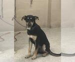 A432834 - Male German Shepherd Dog-Unknown Mix Dog for Adoption - Small photo
