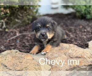 Aussiedoodle Miniature  Dogs for adoption in Parker Ford, PA, USA