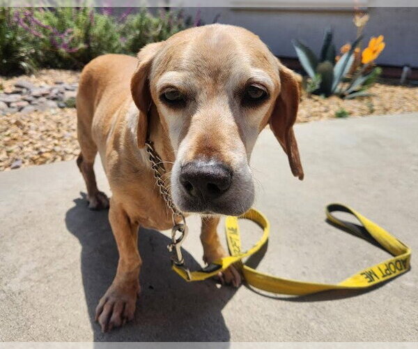 Medium Photo #4 Doxle Puppy For Sale in San Diego, CA, USA