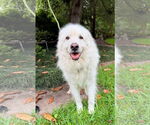 Small #8 Great Pyrenees
