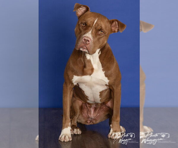 Medium Photo #4 Mutt Puppy For Sale in Claremore, OK, USA