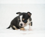 Small Photo #9 Chihuahua Puppy For Sale in UNION GROVE, NC, USA