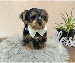Yorkshire Terrier Puppy for sale in NAPPANEE, IN, USA