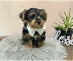 Image preview for Ad Listing. Nickname: Koby