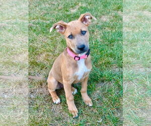 Mutt Dogs for adoption in Germantown, OH, USA