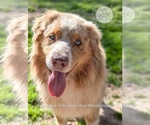 Small Australian Shepherd