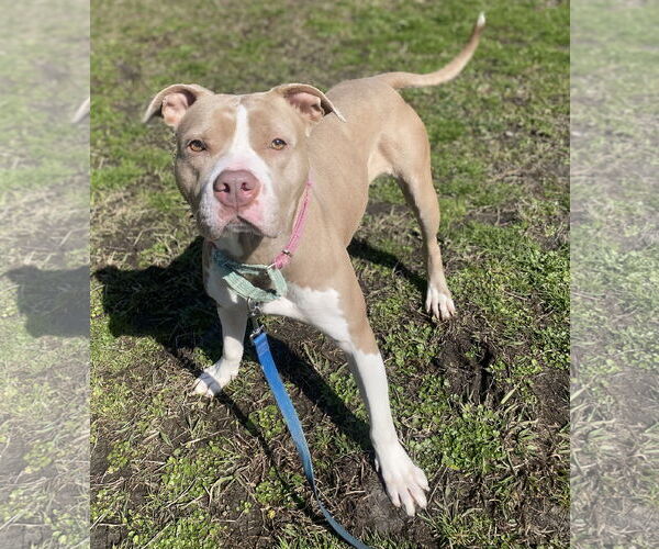 Medium Photo #3 American Pit Bull Terrier-Unknown Mix Puppy For Sale in Virginia Beach, VA, USA
