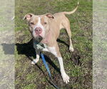 Small #2 American Pit Bull Terrier Mix
