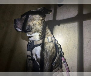 Mutt Dogs for adoption in Oklahoma City, OK, USA