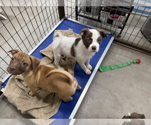 Australian Shepherd-Pug Mix Dogs for adoption in Cave Creek, AZ, USA