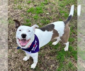 Mutt Dogs for adoption in Bakersfield, CA, USA