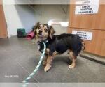 Small Cavalier King Charles Spaniel Mix