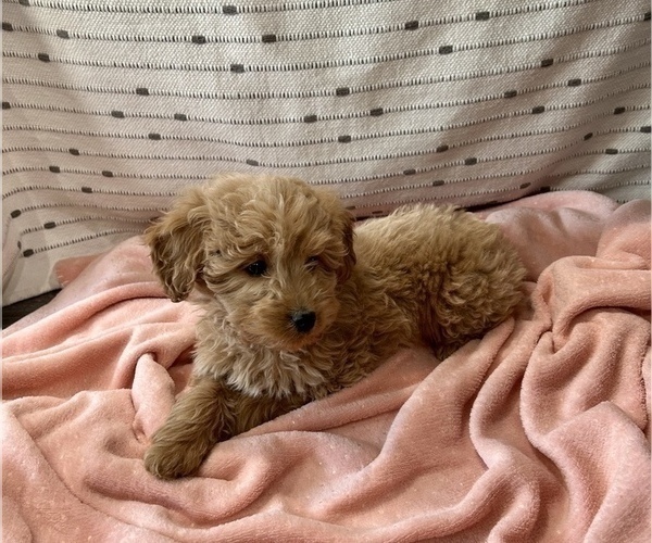 Medium Photo #4 Goldendoodle (Miniature) Puppy For Sale in WASHINGTON, IN, USA